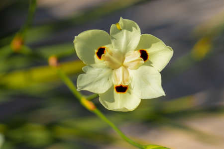 Single African lilly flower in full bloom, yellow flower