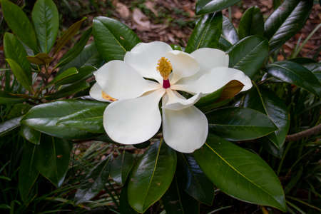 Plant - Southern Magnoliaの写真素材