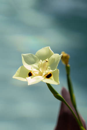 African lilly flower in full bloom, yellow flower with a blurred background