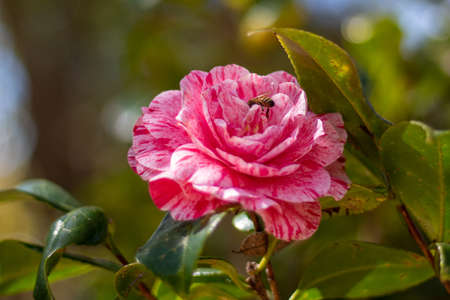 Plant - Japanese Camelliaの写真素材