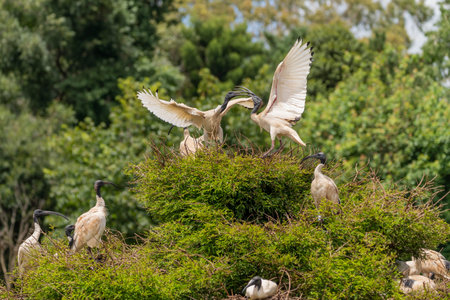 Ibis fighting for the best position in a tree using their beaks at the Japanese Gardens Toowoombaの写真素材