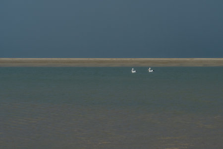 Two pelicans swimming in a lagoon at Hervey Bay