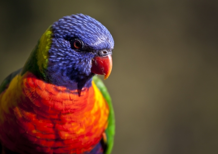 Rainbow Loikeet feeding at Merimbulaの写真素材