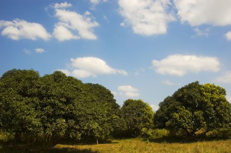 Mango fruit trees in Cavite, Philippinesの写真素材