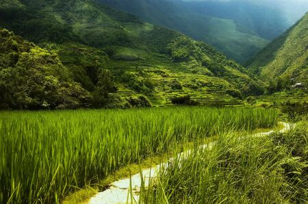 Hapao Rice Terraces, North of Manila, Philippinesの写真素材