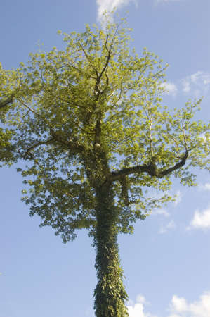 One of the remaining trees in the lowland of Palanan, Isabela, Philippinesの写真素材