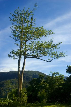 One of the remaining trees left from logging in the lowland of Palanan, Isabela, Philippinesの写真素材