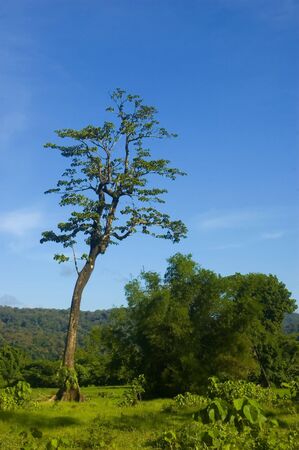 One of the remaining trees left from logging in the lowland of Palanan, Isabela, Philippinesの写真素材