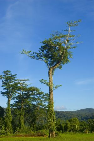 One of the remaining trees left from logging in the lowland of Palanan, Isabela, Philippinesの写真素材