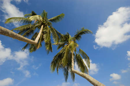 Worm's eye view of coconut treesの写真素材