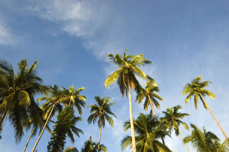 Coconut trees along beachの写真素材