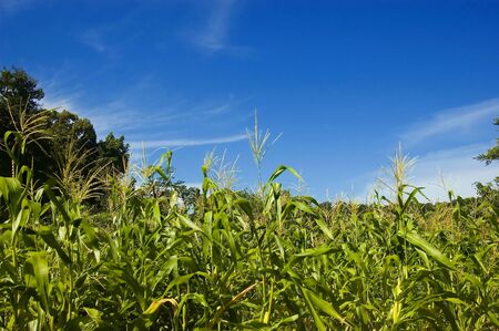 Corn plantation in Palanan, Isabela, Philippinesの写真素材