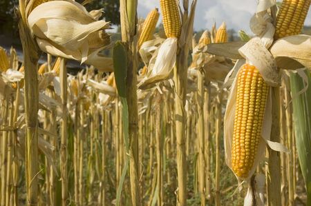 Yellow corn ready for harvest in Ilocos Province, Philippines