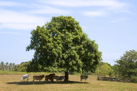 Resting from the summer heatの写真素材