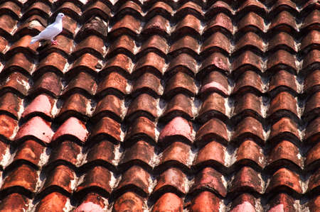 White dove on red roofの写真素材