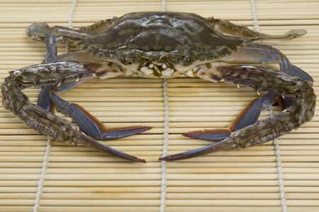 Crab from the Philippinesの写真素材