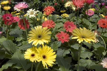 Gerberas for sale in Tagaytay City, Philippinesの写真素材