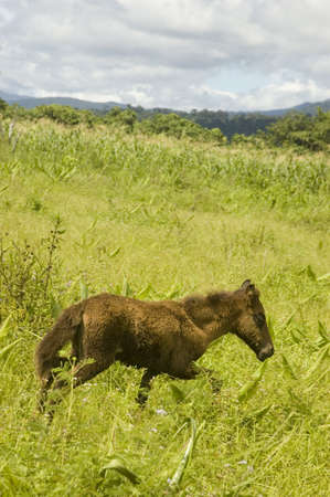 Young horse looking for its mother.  Palanan, Isabela, Philippines.の写真素材