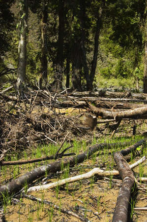Trees are slashed and burned to give way to farming