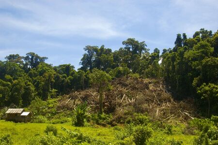 Forest cleared for agriculture in Palanan, Isabela, Philippinesの写真素材