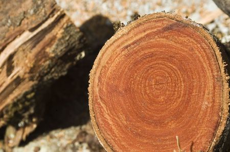 Logs by the roadsideの写真素材