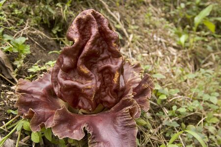 World's biggest flower?の写真素材