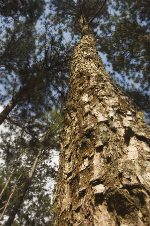 One of the many pine tree in Sagada, Philippinesの写真素材
