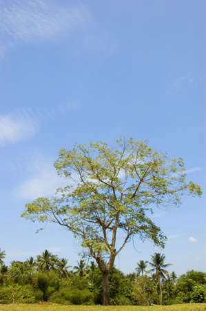 acres agricultural agriculture banana blue business coconut cropping dirt drought dry farm farming farmland grass green ground hectares horizon land mangoes open philippines sky small treesの写真素材