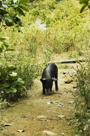 Black pig on human foot pathの写真素材