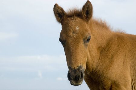 Newborn horse in Tagaytay City, Philippinesの写真素材