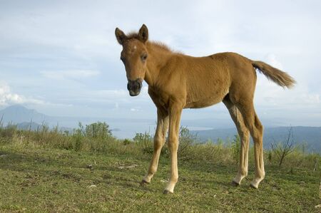 Newborn horse in Tagaytay City, Philippinesの写真素材