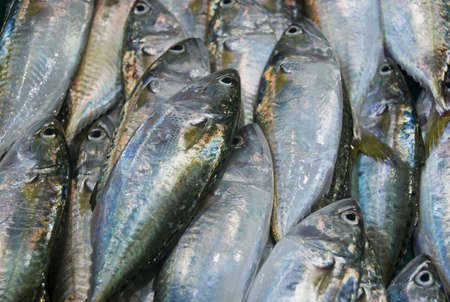 Fish in a wet market in the Philippinesの写真素材