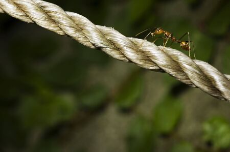 Ant crossing abaca ropeの写真素材