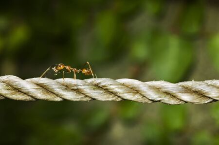 Ant crossing abaca ropeの写真素材