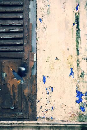 A door and a bird in old residential areaの写真素材