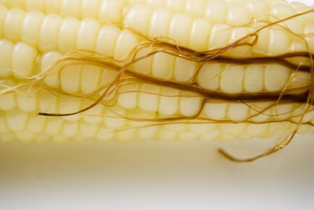 Ready to eat yellow corn cobの写真素材