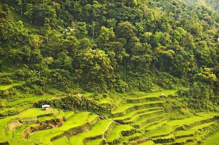 Newly planted rice seedlings in a rural area in the Philippinesの写真素材