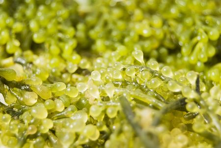 Close-up shot of edible seaweed の写真素材