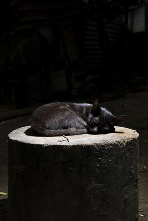 Small black cat sleeping on tree stumpの写真素材