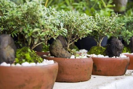 Line of potted decorative plantsの写真素材