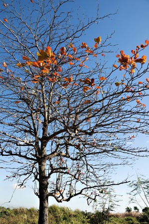 Leafless Tree