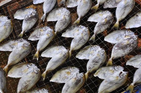 Traditional fish drying under the sun in a rural area の写真素材