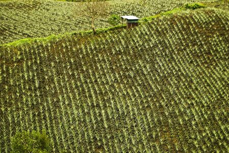 Pineapple plantation in the cool rolling hills of Tagaytay, Philippinesの写真素材