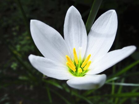Macro shot of small white flower in a gardenの写真素材