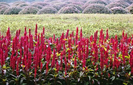 Bed of red flowers and other plants in a park