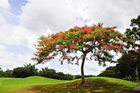 Trees surround a beautiful golf course in the Philippinesの写真素材