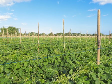 String beans plantation North of Luzon, Philippines