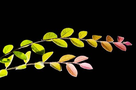 Back lit leaves of decorative indoor plant against black backgroundの写真素材