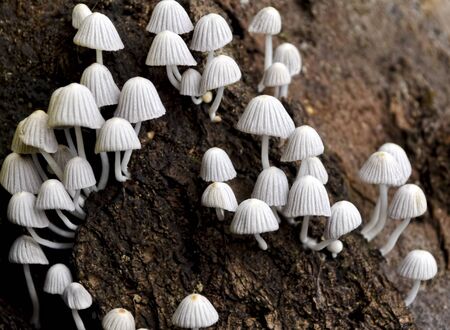 Group of tiny, white mushrooms growing on dead woodの写真素材