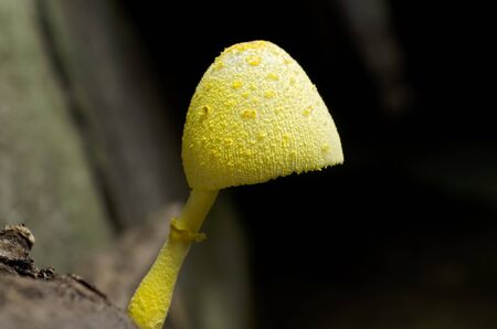 Close up of yellow mushroom growing on dead woodの写真素材